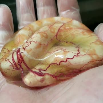 Incredible Footage Shows Newborn Boa Constrictor Still In Amniotic Sac