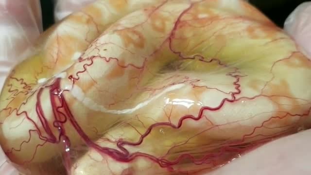 Incredible Footage Shows Newborn Boa Constrictor Still In Amniotic Sac