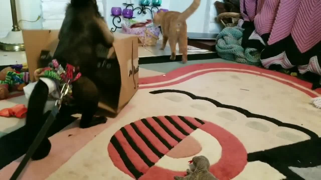 Monkey and cat battle for cardboard box dominance