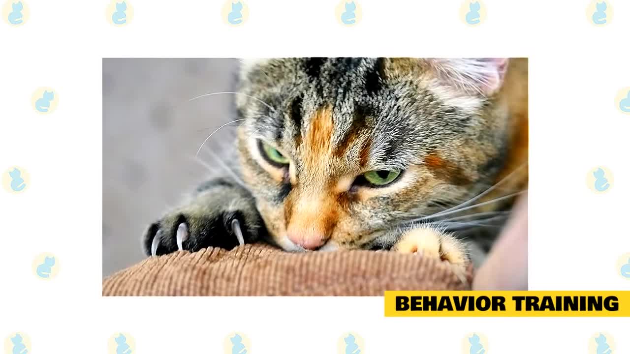 Cats 101 : Basic Cat Training Tips Help For A Better Relationship With Your Cat