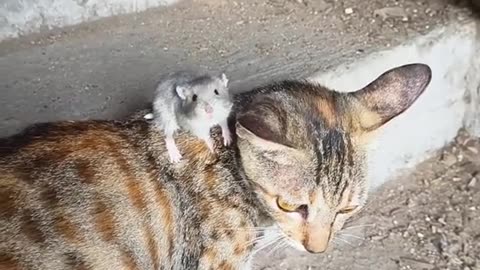 Cat and mouse