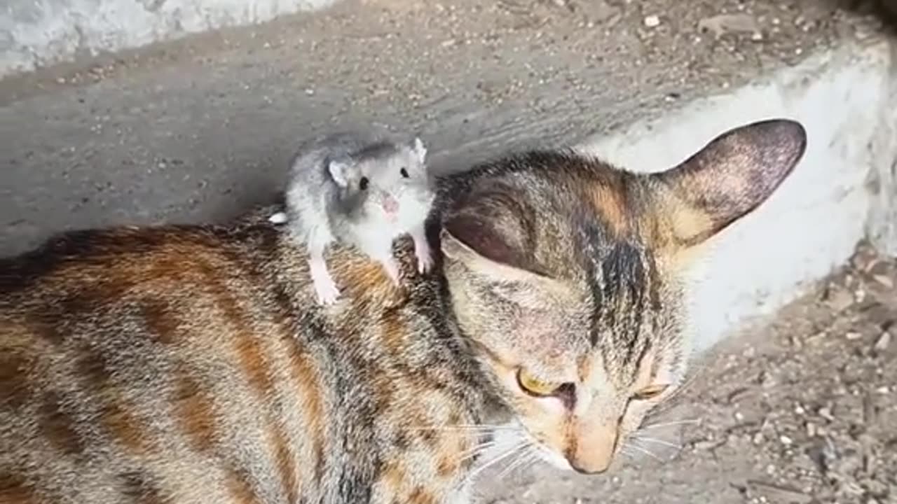 Cat and mouse