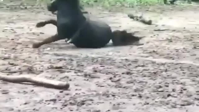 this one has courage