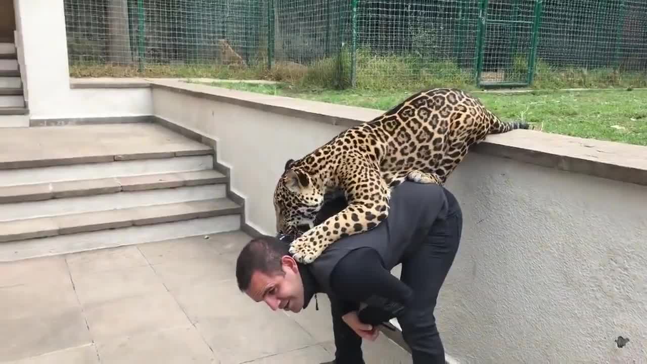 Jaguar And Tiger Playing With Owner