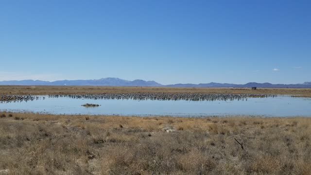 Sandhill Cranes in Willcox Arizona