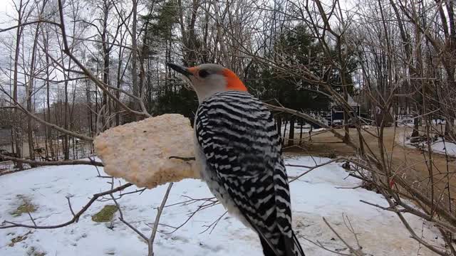 Red-bellied woodpecker