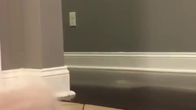 .A live pig is on the floor.
