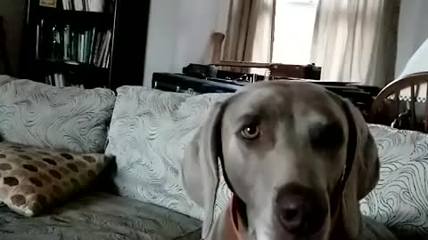 Slow Motion of Dog Catching Treat