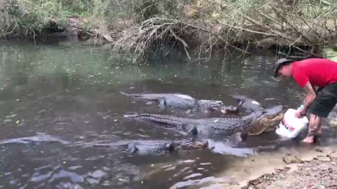 Breakfast for Alligators