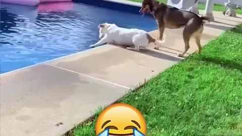 funny dog video