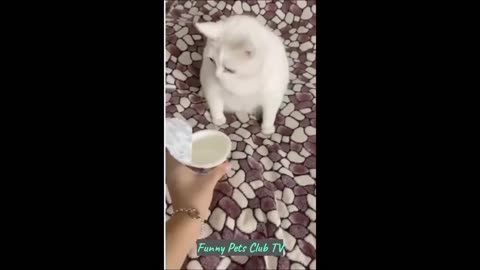 Funny Animal Videos 🤣 Funniest Cats and Dogs Videos 2024