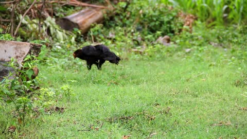 THE BLACK HEN