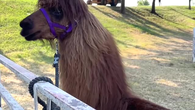 How to Care and Love a Llama & the 4H Kids Club