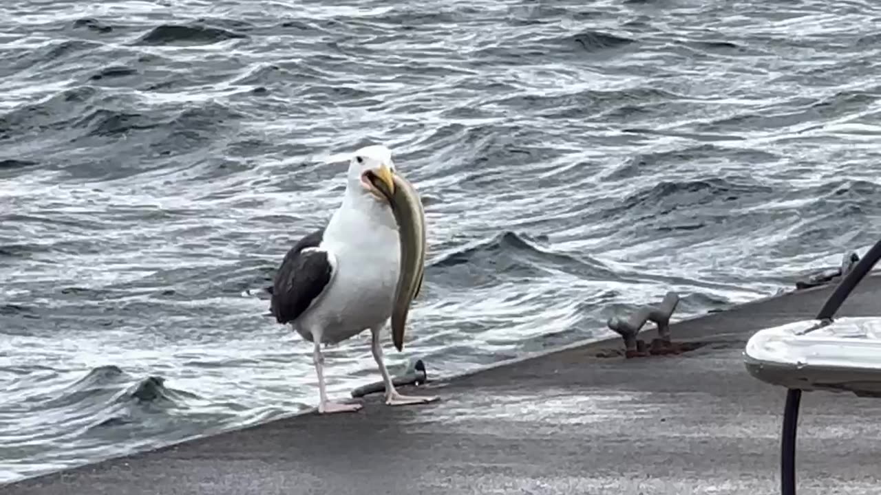 Seagull Swallows Whole Eel for Lunch