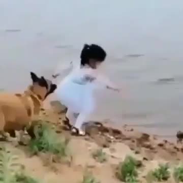 Dog Saved Little Girl Like Hero ,True Heroes