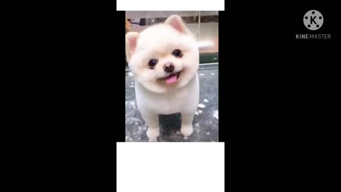 🐶cat plays♥ funny cat doing funny things V♥ideo #Shorts 3