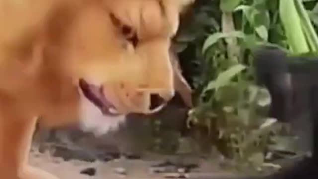 how to best play animals - Cute and Funny Dog Videos Compilation Animals 2022.shortcut#26