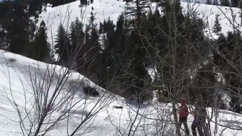Gold black ski tree crash