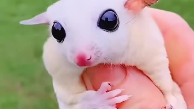 @funny animals