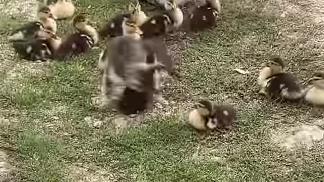 kitten playing with ducklings