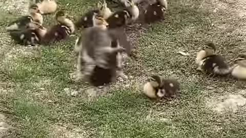 kitten playing with ducklings