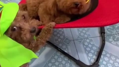 DOG HELPING DOG TO SLEEP / FUNNY VIDEO