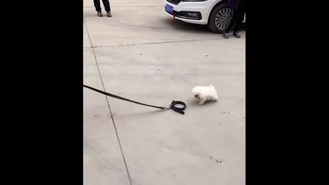 Kp01-Funny and Cute Pomeranian Videos