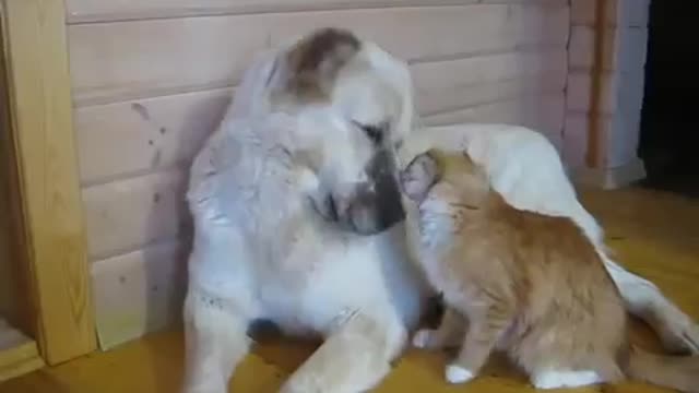My Cat Likes To Play With Dog
