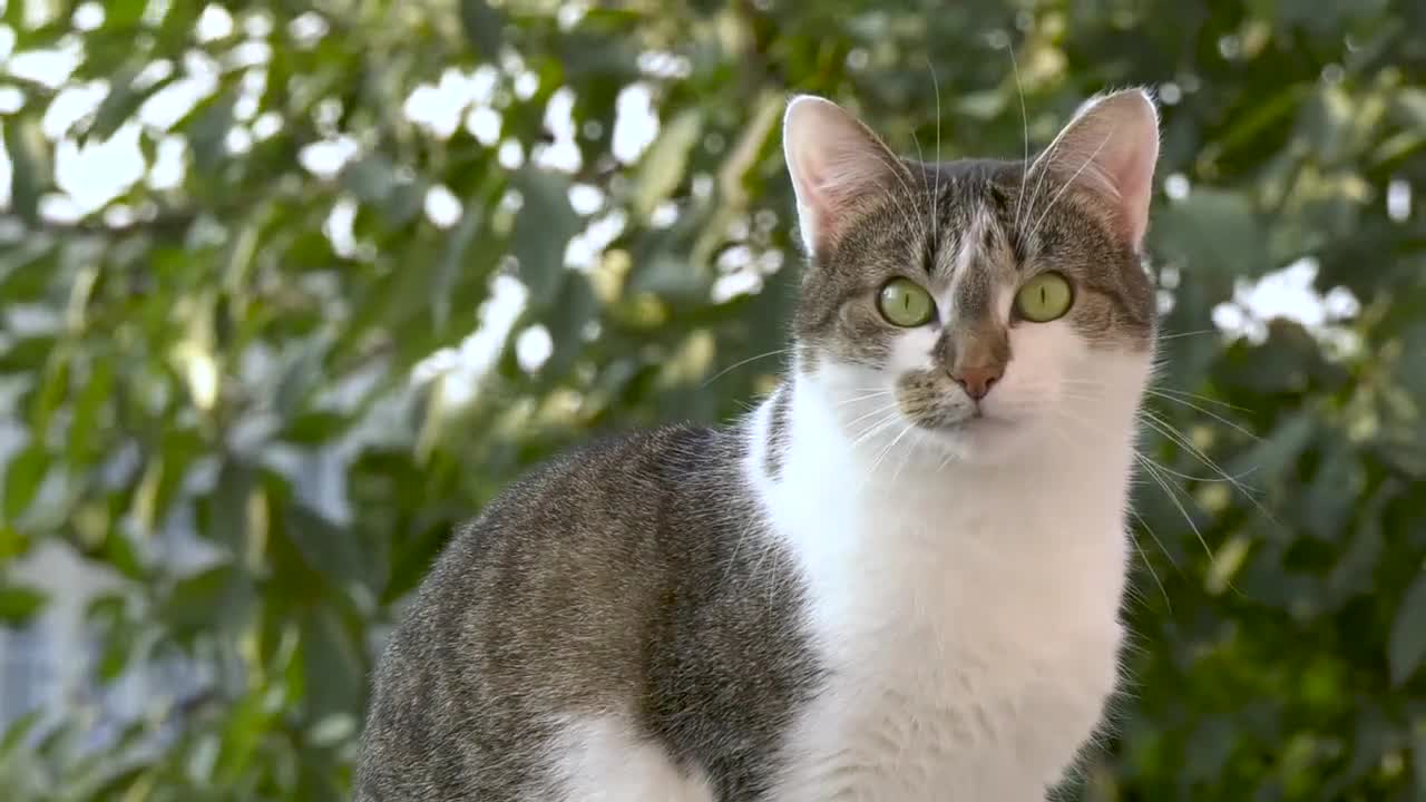 Mama Cat Takes Back Crying Kitten From Toddler