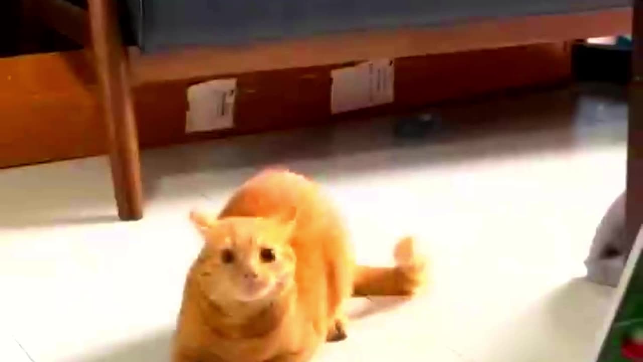 Funny Animal Videos 2024 Best Dogs And Cats Videos 😺😍short,viral,tiktok