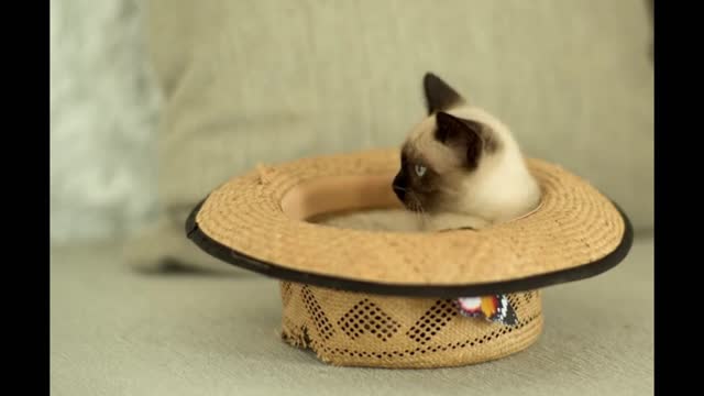 My child's cat