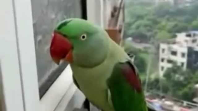 funny video A parrot is knocking on the window