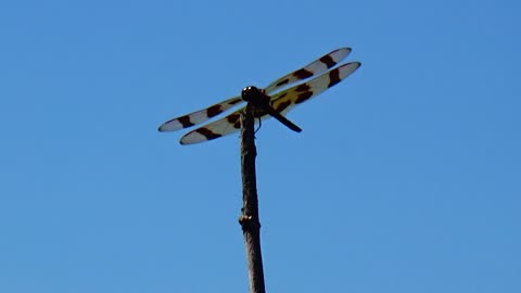 Dragonfly