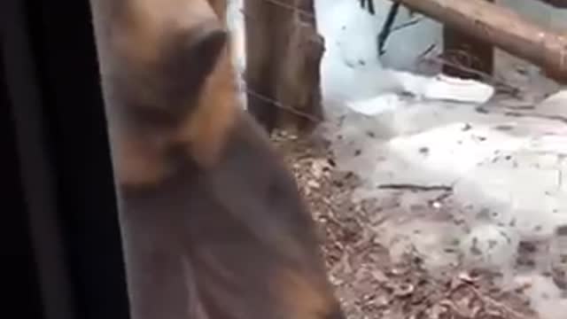 Animal walk