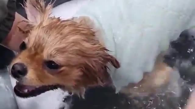 Hairdressing Pomeranian Nani