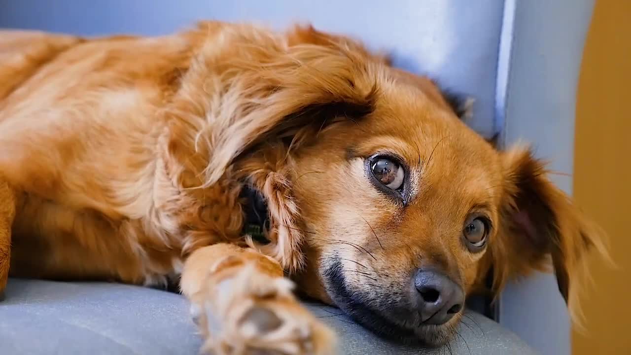 Cute baby dogs are ready.