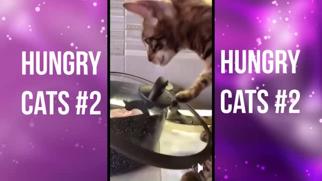 Hungry cats #2