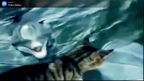 dolphins playing with the very cute cat