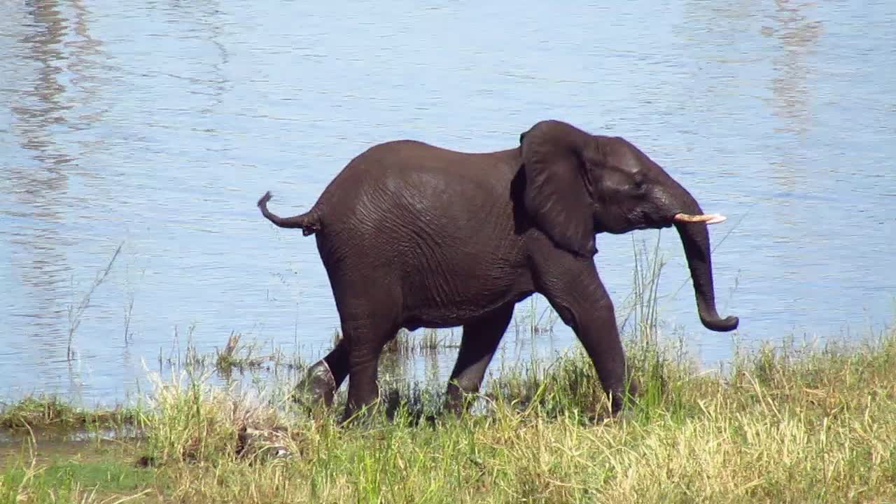 Angry young elephant ended chasing waterbucks