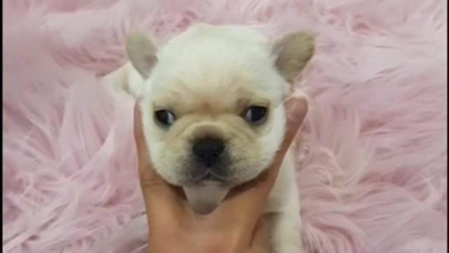 Cute Animals,lovely Animals#155 |Funny animals Reaction .