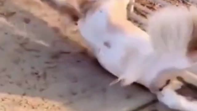 graciosos de animales funny animal videos animales graciosos