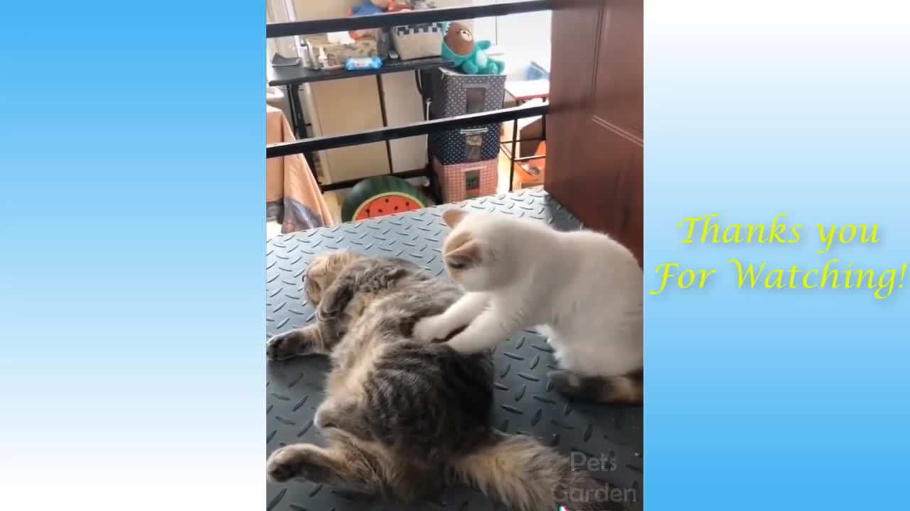 interesting moments of cats and dogs pets☑️😂