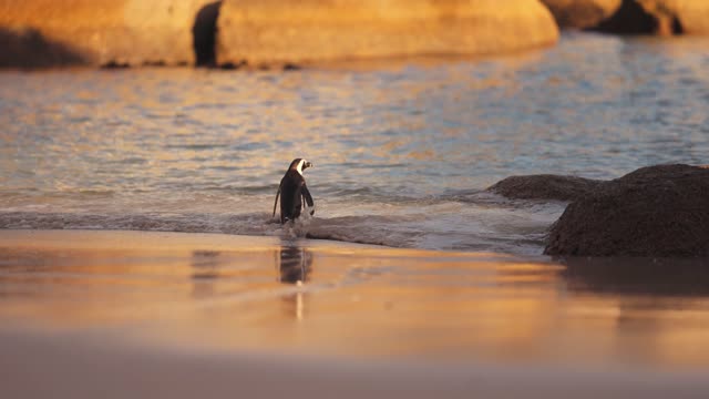 Cute-Penguin-Walking-On-The-Beach