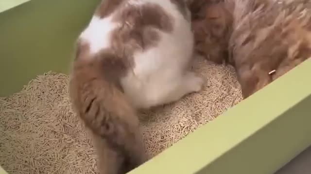 Funny Cats and Dogs _ Funny Animal Videos #2