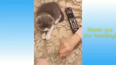 🐈 🐈Funny and cute cat videos🐈🐈 😂