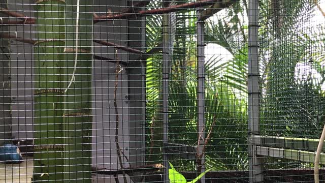 three-birds-with-different-colors-inside-a-cage