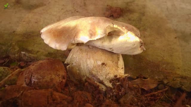 First Porcini of 2022 (Boletus edulis)