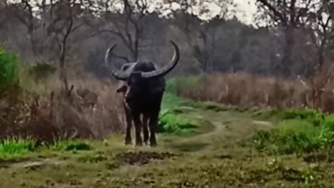 Wildlife in closer view with a natural perspective.