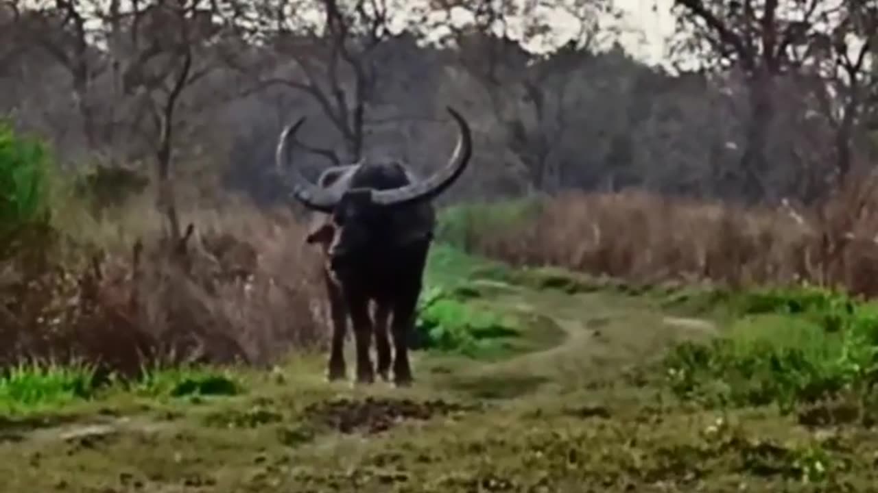 Wildlife in closer view with a natural perspective.