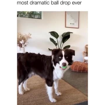 Dog Performs The Most Dramatic Ball Drop Ever